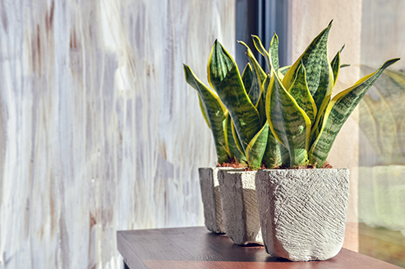 best apartment home houseplants